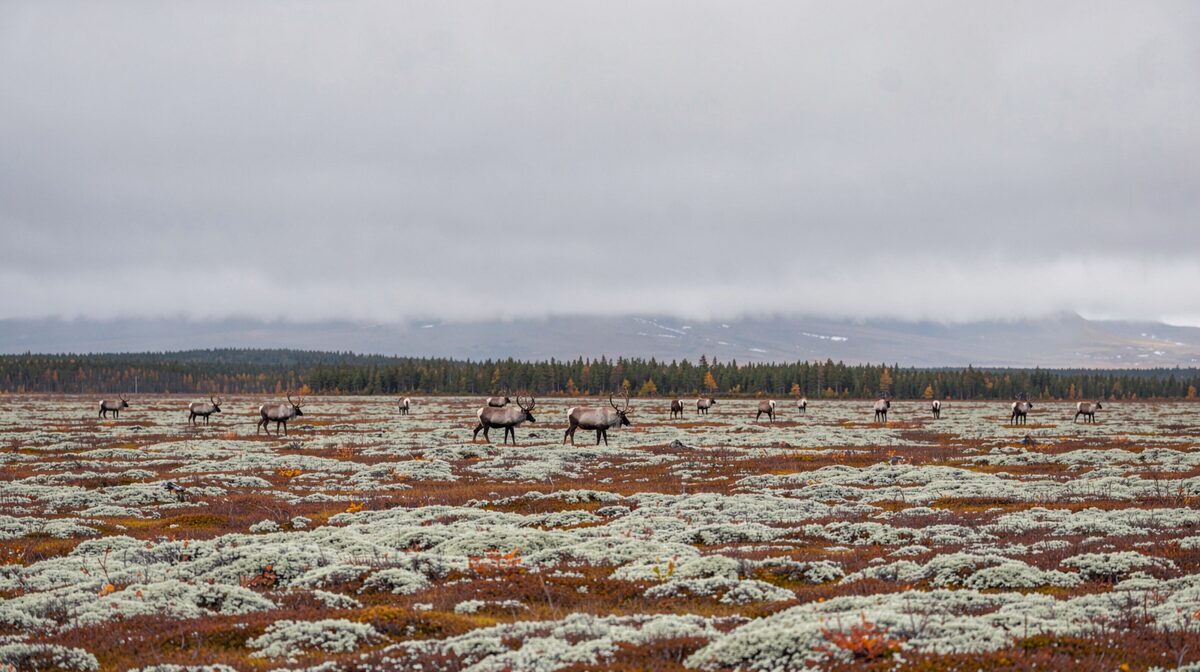 A wide tundra plateau in early autumn, scattered caribou moving across pale lichen ground under a low grey sky, a long treeline horizon and a faint trail of cloud